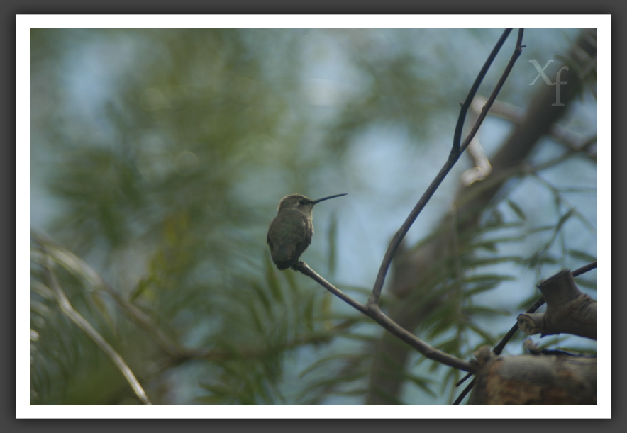 Kolibri - La Quinta, California