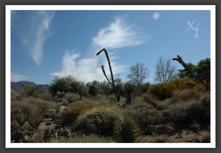 Wüste - La Quinta, California