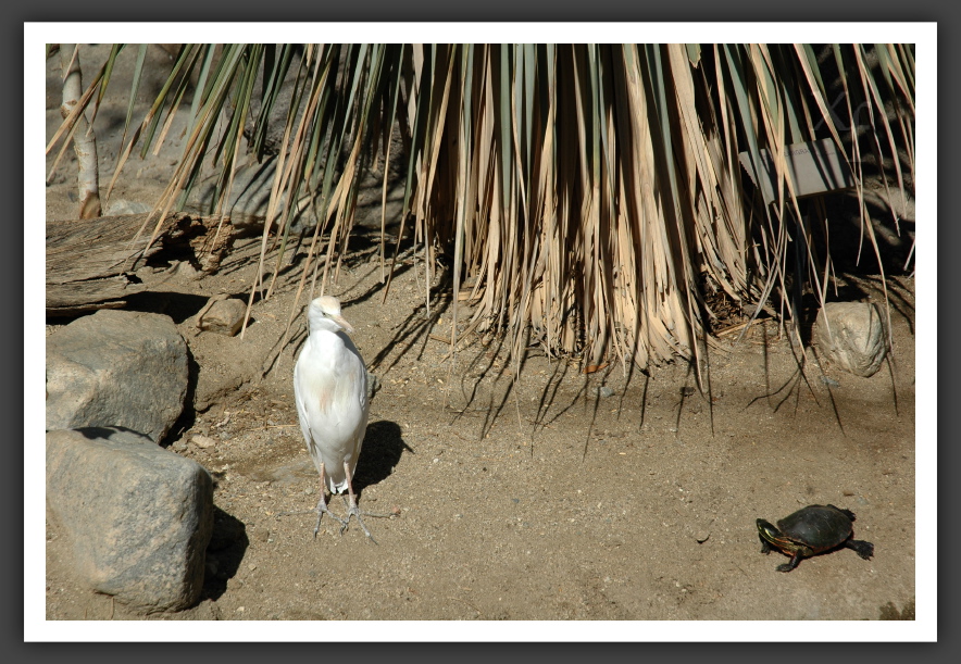 Kröte und Vogi - La Quinta, California