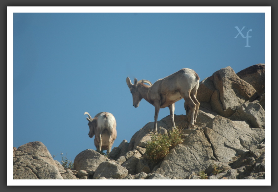 Bighorns - La Quinta, California