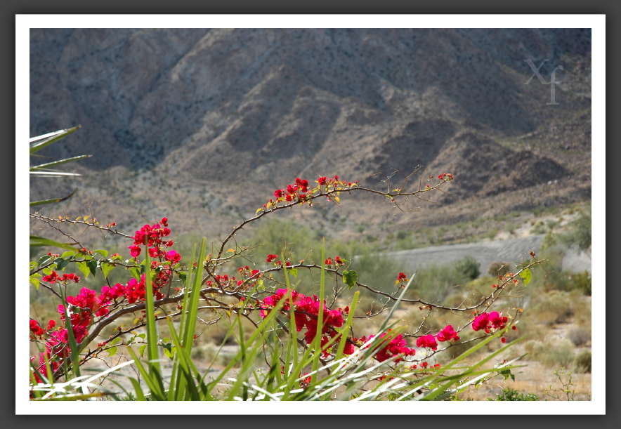 Blume mit Berg - La Quinta, California