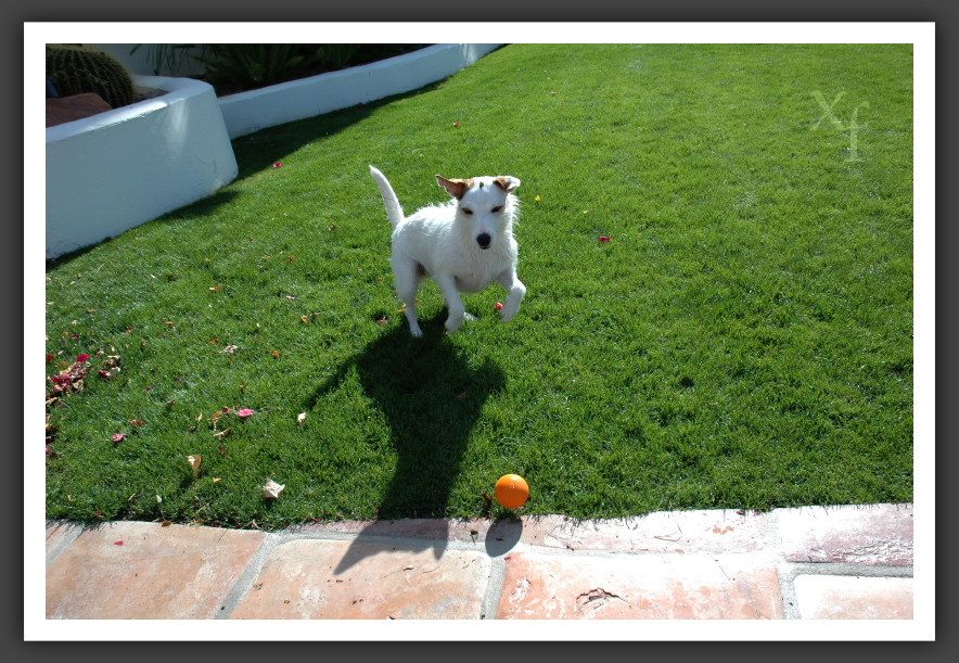 Hund mit Ball - La Quinta, California