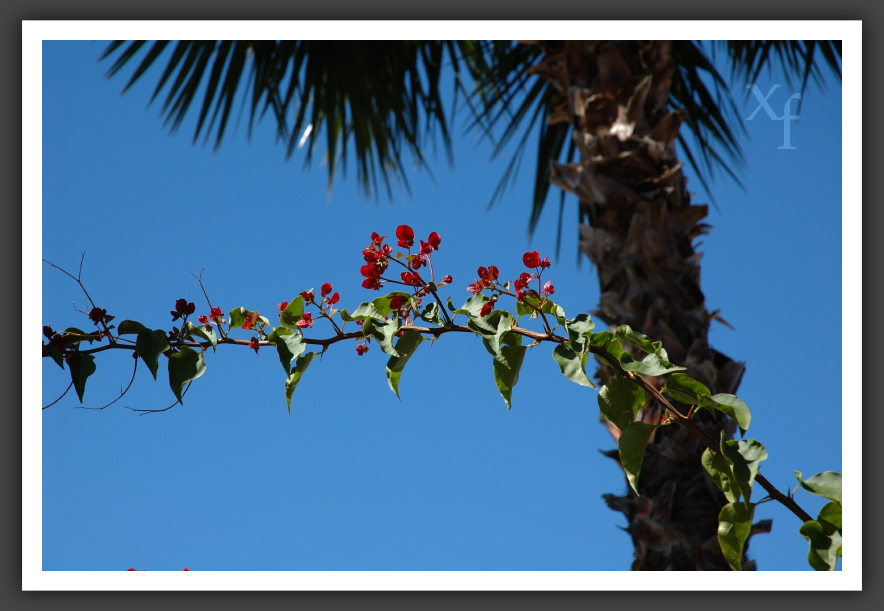 Palme und Blume - La Quinta, California
