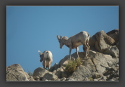 Bighorns