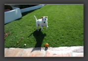 Hund mit Ball