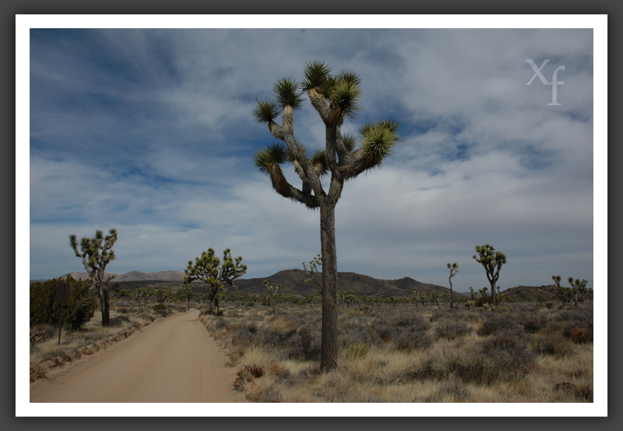 Schotterweg - Joshua Tree Park, California