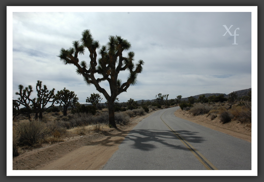 Schattenspender? - Joshua Tree Park, California