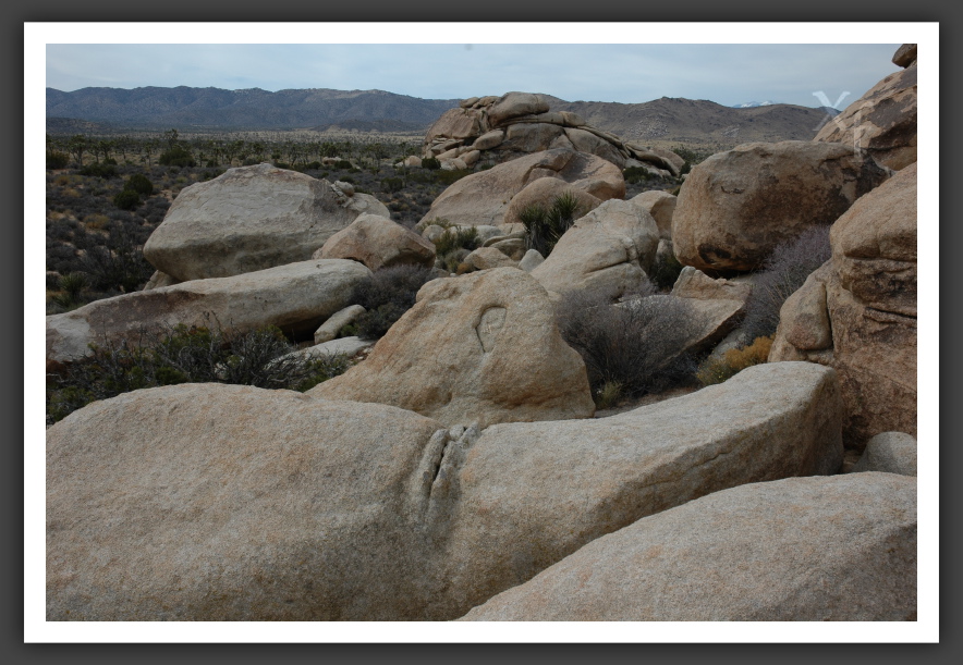 mmmmmm - Joshua Tree Park, California