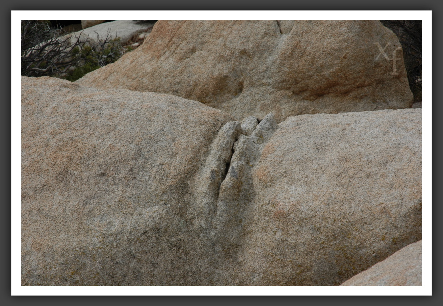 Pussy - Joshua Tree Park, California