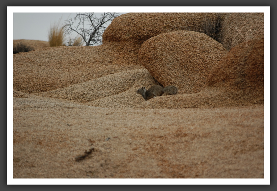 Hörnchen! - Joshua Tree Park, California