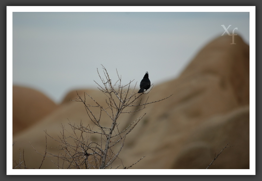 Vogi - Joshua Tree Park, California