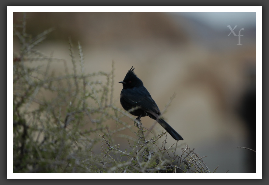 Birdy - Joshua Tree Park, California