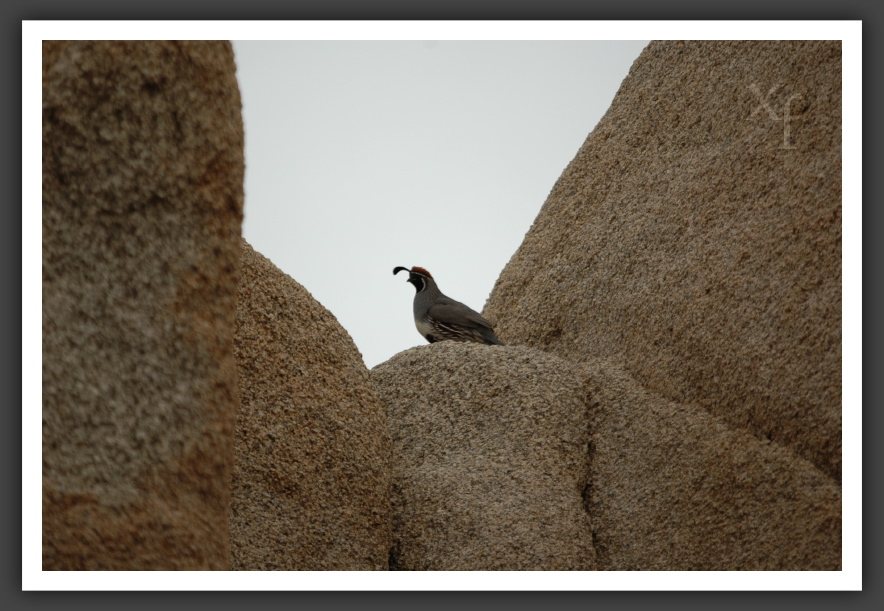 silly bird - Joshua Tree Park, California