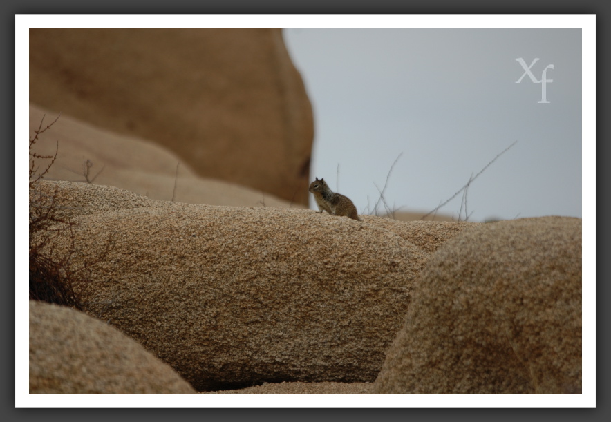 cute! - Joshua Tree Park, California