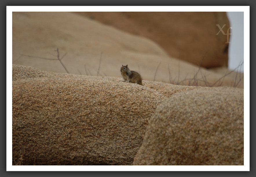 CUTE! - Joshua Tree Park, California