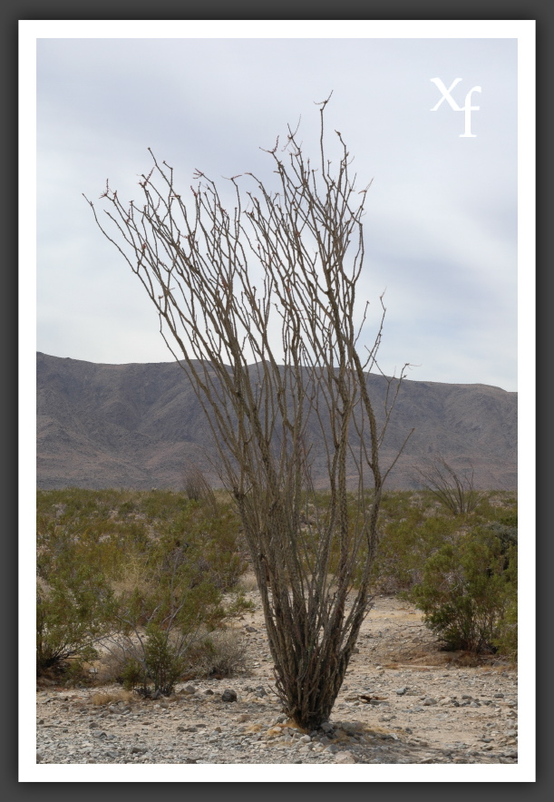 dry - Joshua Tree Park, California