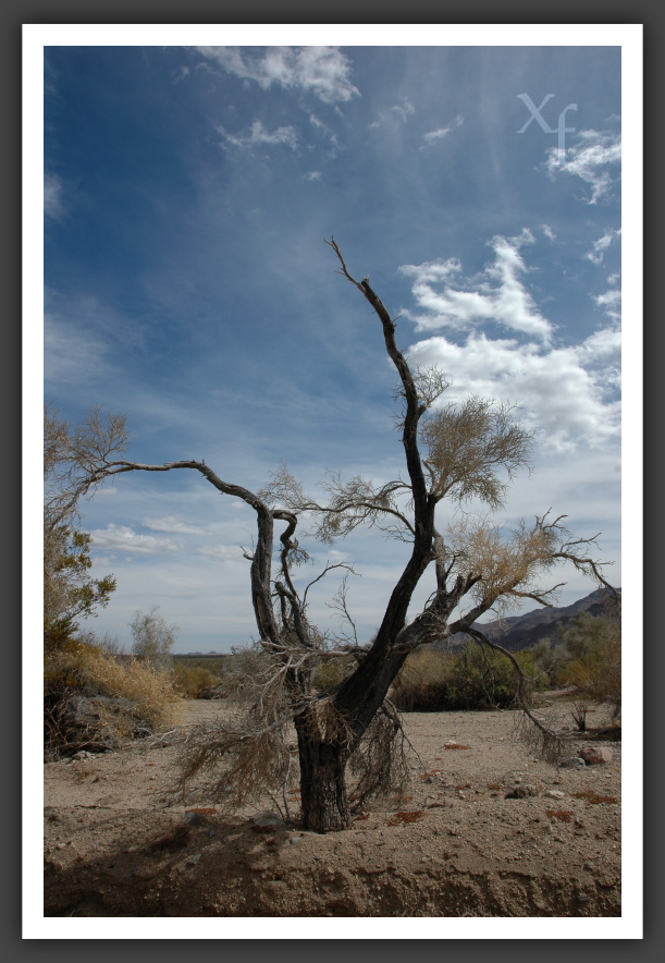 dryer - Joshua Tree Park, California