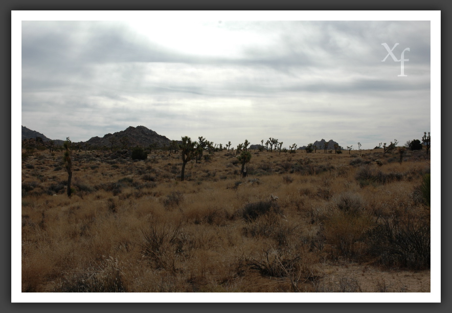 Wüste - Joshua Tree Park, California