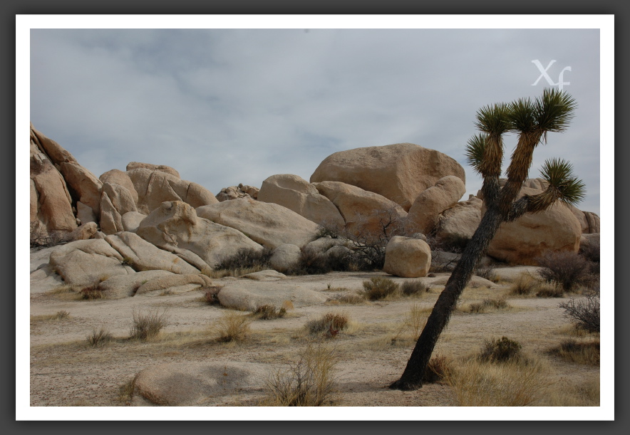 Candle in the Wind - Joshua Tree Park, California