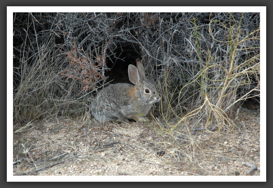 Hasi - Joshua Tree Park, California