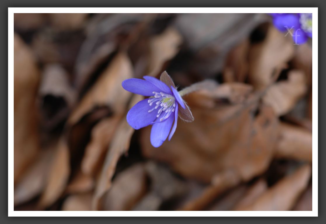 Blume - Kahlenberg, Vienna, Austria