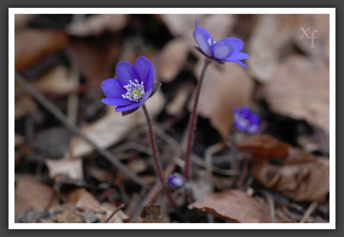 Blume - Kahlenberg, Vienna, Austria