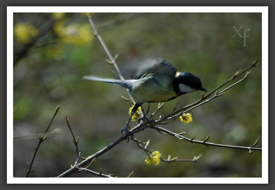 Great Tit - Abflug! - Schönbrunn, Vienna, Austria