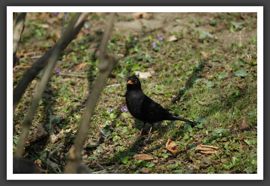 Amsel - Schönbrunn, Vienna, Austria