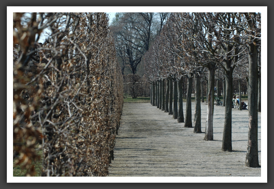 Trees - Schönbrunn, Vienna, Austria