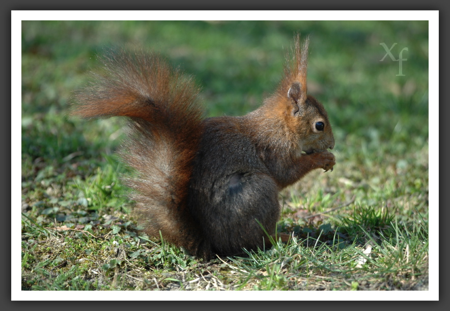 Squirrel - Schönbrunn, Vienna, Austria