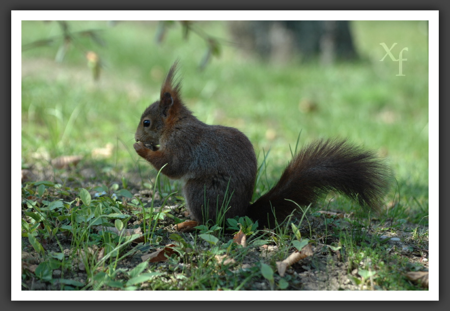 Eichhörnchen - Schönbrunn, Vienna, Austria