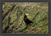 Amsel