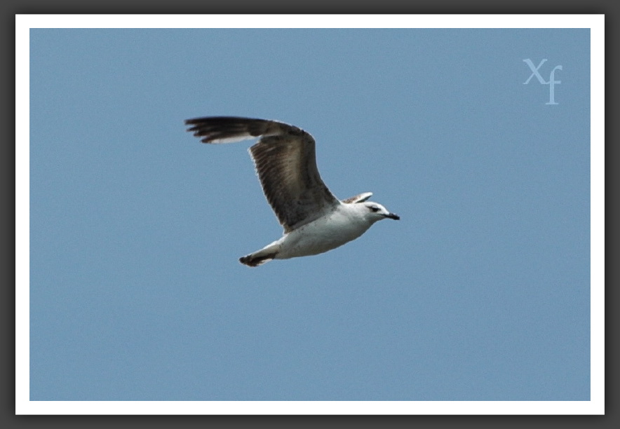 Vogel - Opatija, Croatia