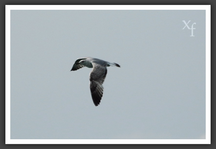 Bird - Opatija, Croatia