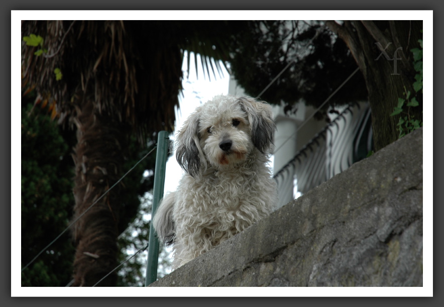 Fearsome dog - Opatija, Croatia